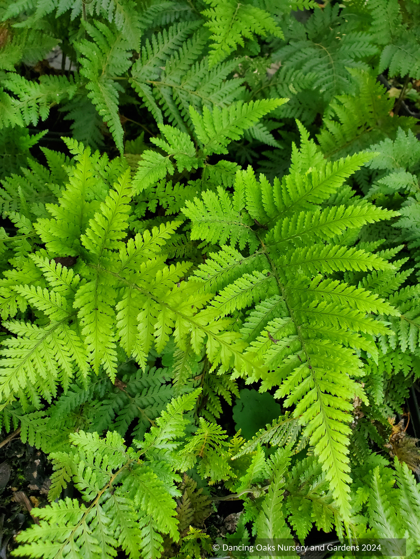 Lastreopsis microsora subsp. pentangularis, Creeping Shield Fern