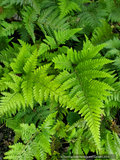 Lastreopsis microsora subsp. pentangularis, Creeping Shield Fern