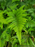 Lastreopsis microsora subsp. pentangularis, Creeping Shield Fern