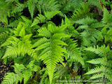 Lastreopsis microsora subsp. pentangularis, Creeping Shield Fern