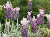 Perennials ~ Lavandula stoechas subsp. pendunculata 'Ghostly Princess', Lavender ~ Dancing Oaks Nursery and Gardens ~ Retail Nursery ~ Mail Order Nursery