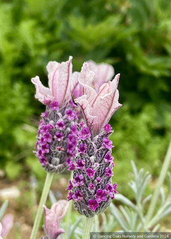 Perennials ~ Lavandula stoechas subsp. pendunculata 'Ghostly Princess', Lavender ~ Dancing Oaks Nursery and Gardens ~ Retail Nursery ~ Mail Order Nursery