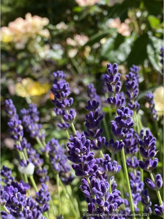 Lavandula angustifolia 'Hidcote Blue' (syn. "Hidcote') , Hidcote English Lavender