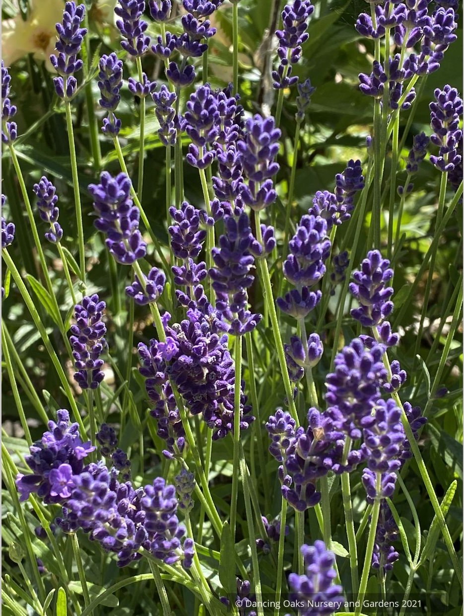 Lavandula angustifolia 'Hidcote Blue' (syn. "Hidcote') , Hidcote English Lavender