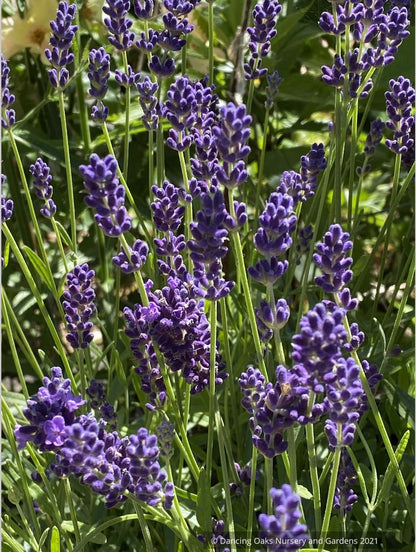Lavandula angustifolia 'Hidcote Blue' (syn. "Hidcote') , Hidcote English Lavender
