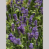 Lavandula angustifolia 'Hidcote Blue' (syn. "Hidcote') , Hidcote English Lavender
