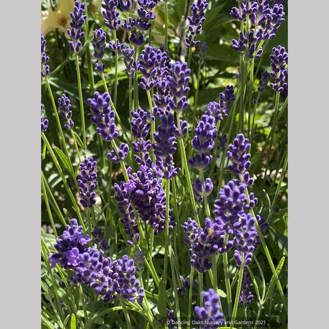 blue english lavender plant Lavandula angustifolia 'Hidcote Blue' (syn. "Hidcote') , Hidcote Engli – Dancing Oaks Nursery and Gardens