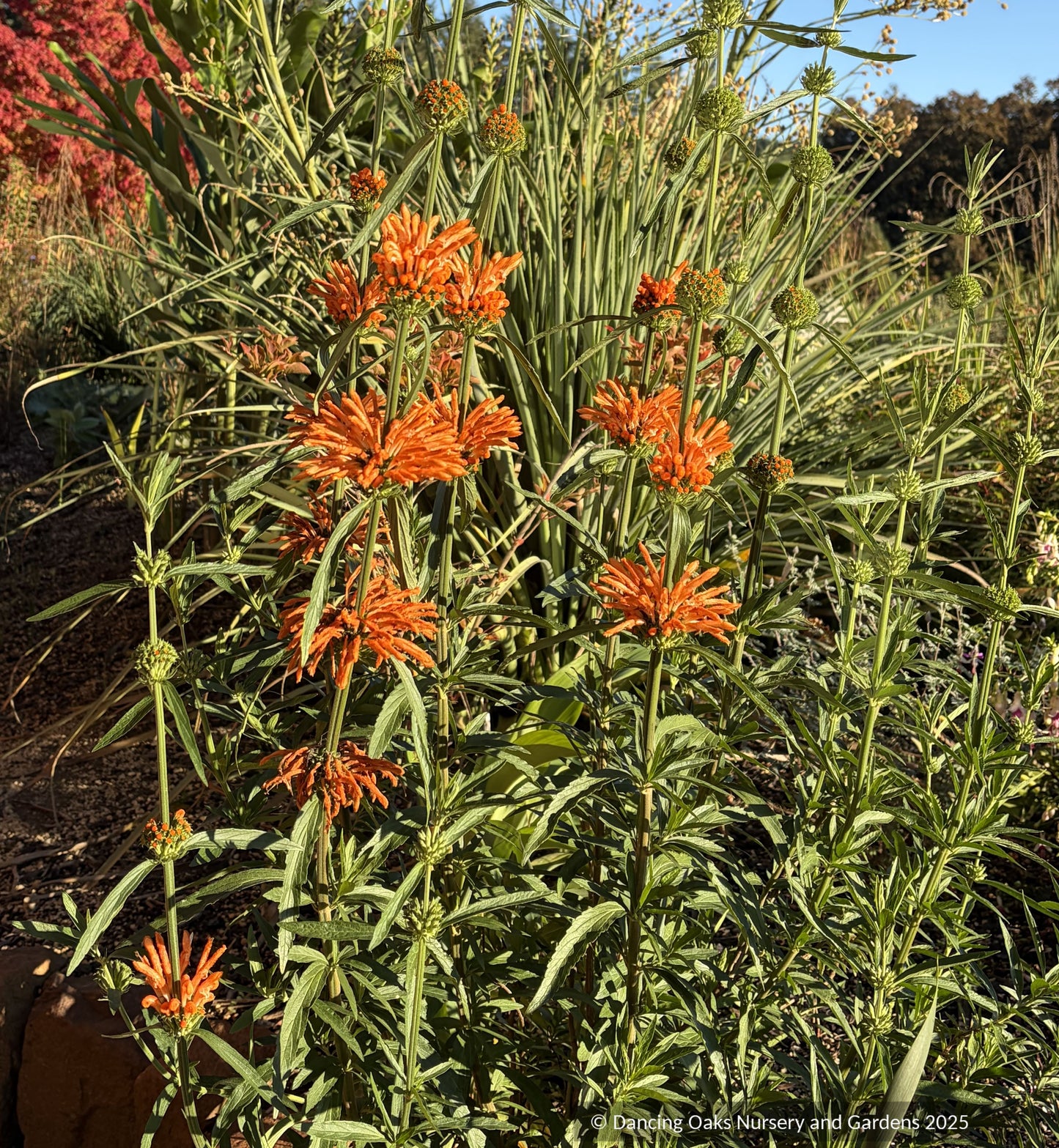 Perennials ~ Annuals ~ Leonotis leonurus, Lion's Ear, Wild Dagga ~ Dancing Oaks Nursery and Gardens ~ Retail Nursery ~ Mail Order Nursery