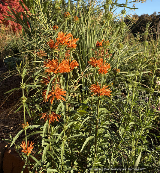 Perennials ~ Annuals ~ Leonotis leonurus, Lion's Ear, Wild Dagga ~ Dancing Oaks Nursery and Gardens ~ Retail Nursery ~ Mail Order Nursery