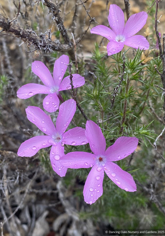 Perennials ~ Shrubs ~ Sub-Shrubs ~ Leptodactylon californicum, Prickly Phlox ~ Dancing Oaks Nursery and Gardens ~ Retail Nursery ~ Mail Order Nursery