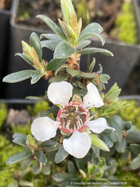 Shrubs ~ Leptospermuml lanigerum  [#40 Tasmania], Tea Tree ~ Dancing Oaks Nursery and Gardens ~ Retail Nursery ~ Mail Order Nursery