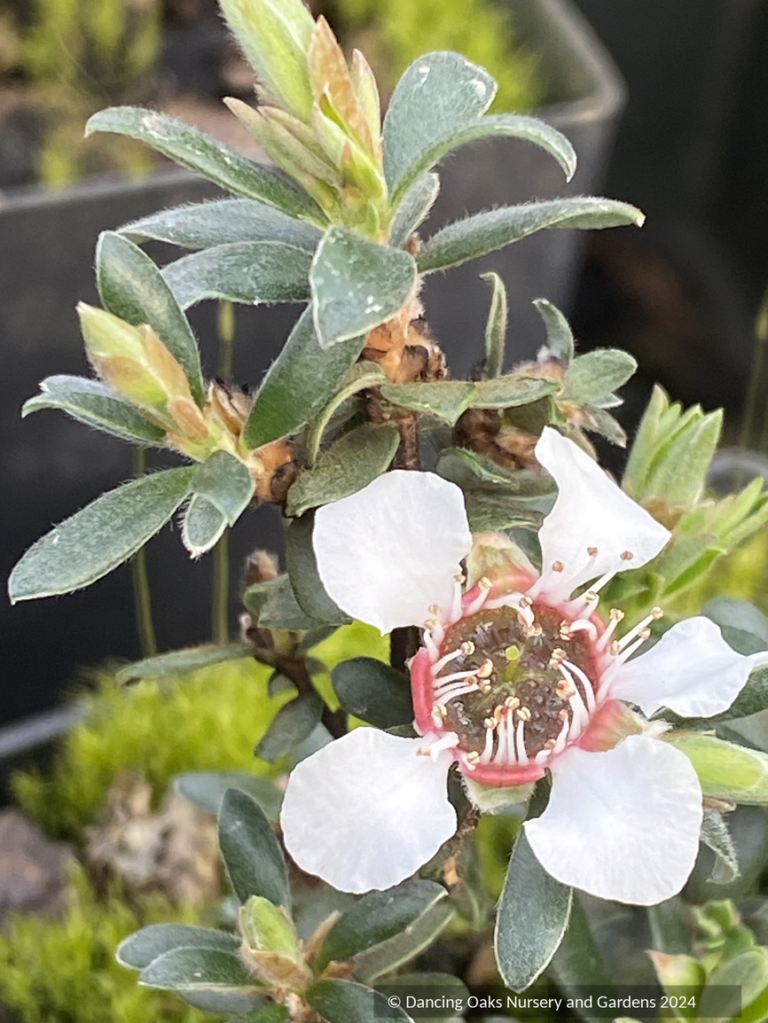 Shrubs ~ Leptospermum lanigerum [#40 Tasmania], Tea Tree ~ Dancing Oaks Nursery and Gardens ~ Retail Nursery ~ Mail Order Nursery