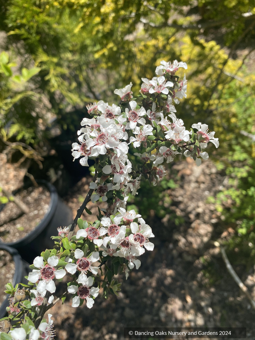 Shrubs ~ Leptospermum lanigerum [#40 Tasmania], Tea Tree ~ Dancing Oaks Nursery and Gardens ~ Retail Nursery ~ Mail Order Nursery