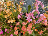 A cheerful mix of pinks, plums, orange, peach, and butter yellows brighten up these multi-petaled blooms -- often with a contrasting lighter margin. A basal rosette of elongated semi-succulent shiny green leaves make the colorful flowers pop.
Perennial Lewisia 'Rainbow Mix'