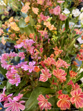 Perennials ~ Lewisia cotyledon 'Rainbow Mix', Siskiyou Lewisia or Cliff Maids ~ Dancing Oaks Nursery and Gardens ~ Retail Nursery ~ Mail Order Nursery