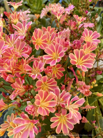 Perennials ~ Lewisia cotyledon 'Rainbow Mix', Siskiyou Lewisia or Cliff Maids ~ Dancing Oaks Nursery and Gardens ~ Retail Nursery ~ Mail Order Nursery