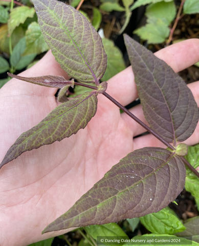 Shrubs ~ Leycesteria crocothyrsos NA 1265 ~ Dancing Oaks Nursery and Gardens ~ Retail Nursery ~ Mail Order Nursery