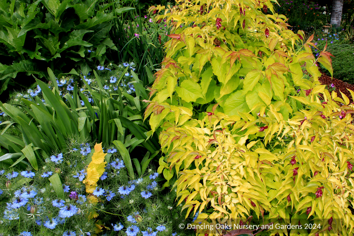 Leycesteria formosa Golden Seedling, Himalayan Honeysuckle