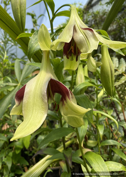 Bulbs & Tubers ~ Lilium nepalense, Nepal Lily ~ Dancing Oaks Nursery and Gardens ~ Retail Nursery ~ Mail Order Nursery