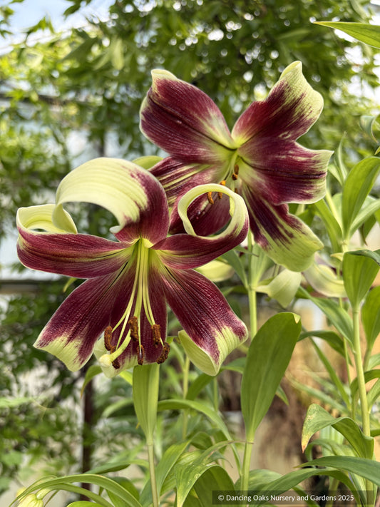 Lilium nepalense, Nepal Lily