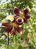 Lilium nepalense, Nepal Lily