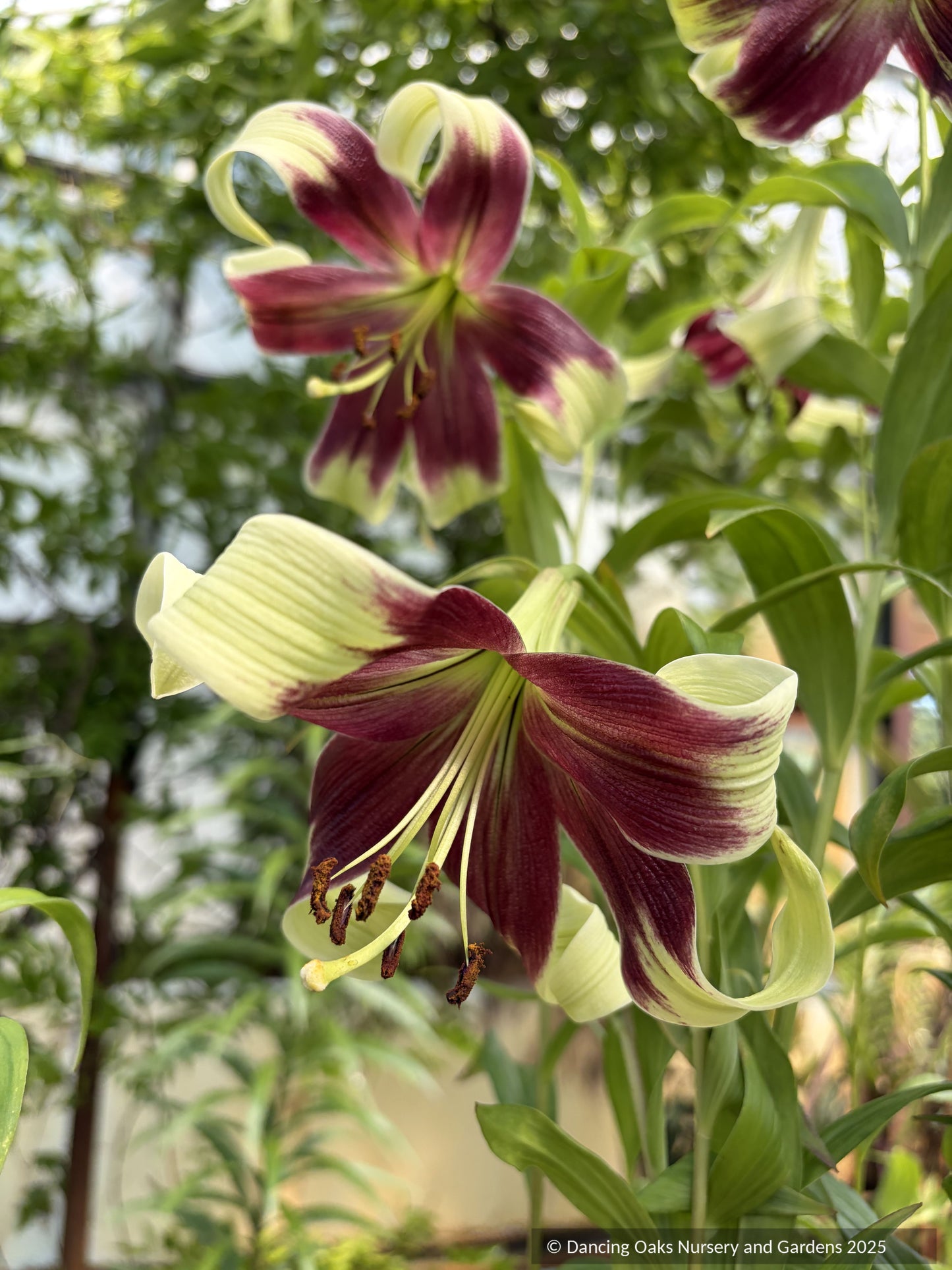 Lilium nepalense, Nepal Lily