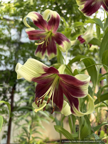 Lilium nepalense, Nepal Lily