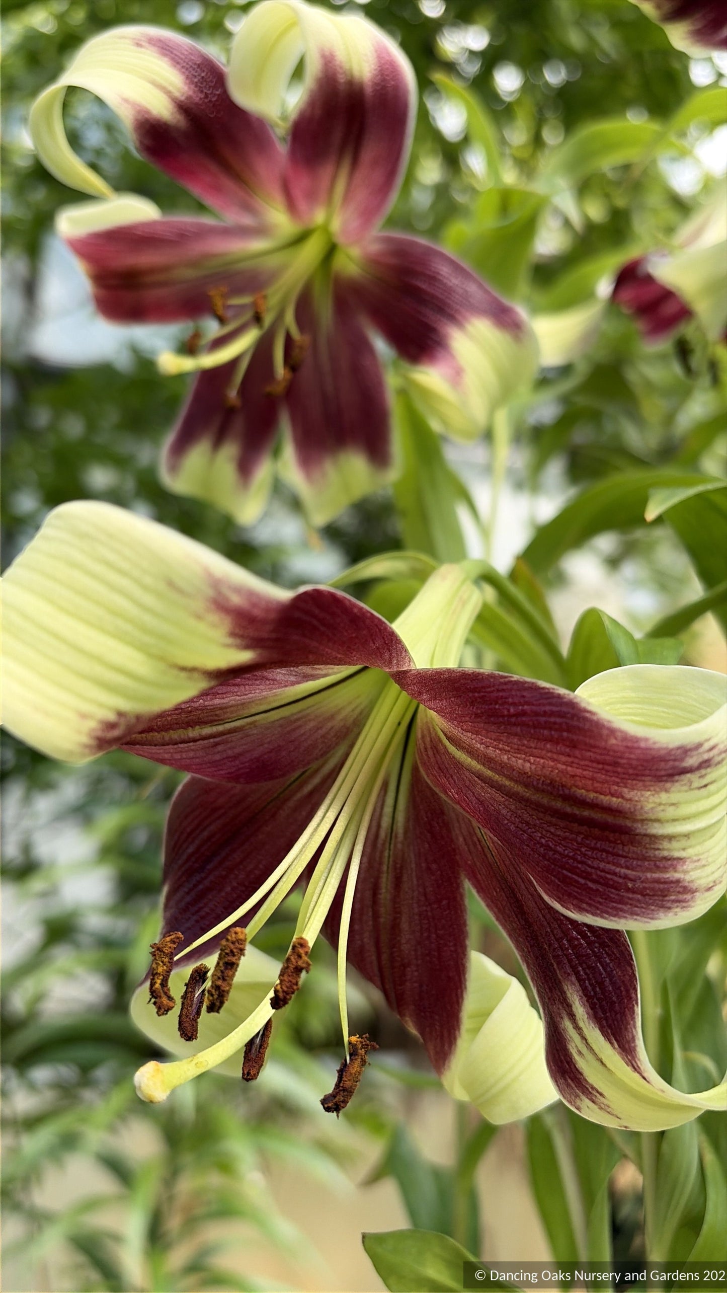 Lilium nepalense, Nepal Lily