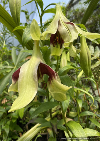 Bulbs & Tubers ~ Lilium nepalense, Nepal Lily ~ Dancing Oaks Nursery and Gardens ~ Retail Nursery ~ Mail Order Nursery