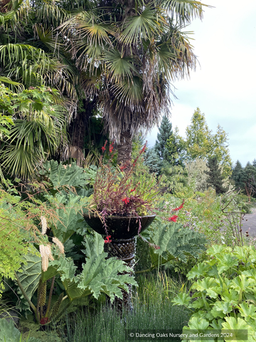 Perennials ~ Lobelia cardinalis 'Black Truffle', Cardinal Flower ~ Dancing Oaks Nursery and Gardens ~ Retail Nursery ~ Mail Order Nursery