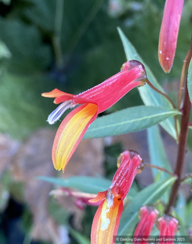 Perennials ~ Lobelia laxiflora x linearis 'Helen Ewart', Mexican Lobelia ~ Dancing Oaks Nursery and Gardens ~ Retail Nursery ~ Mail Order Nursery