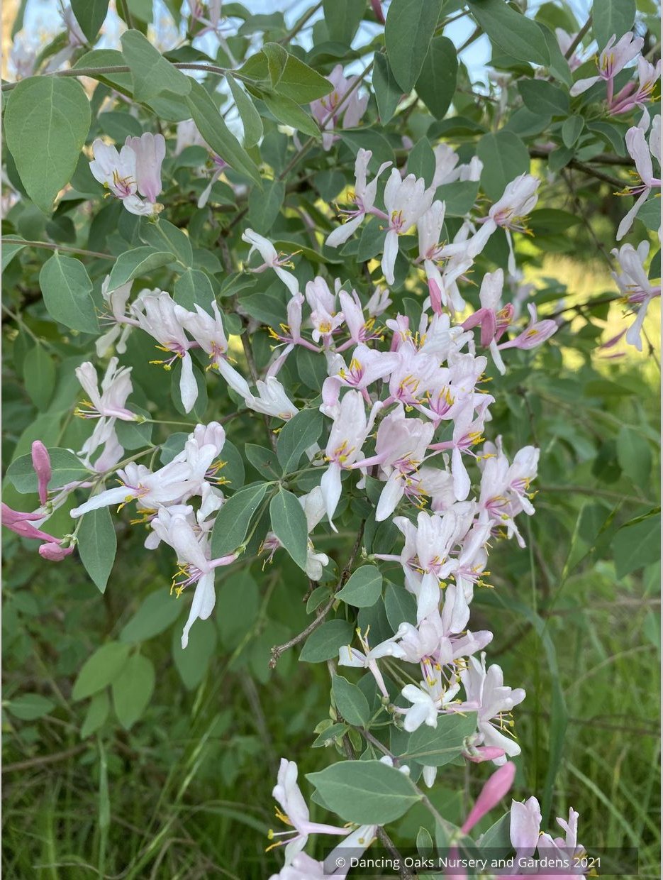 Shrubs ~ Lonicera korolkowii var. 'Floribunda' Blue Velvet™, Blue Velvet Honeysuckle ~ Dancing Oaks Nursery and Gardens ~ Retail Nursery ~ Mail Order Nursery