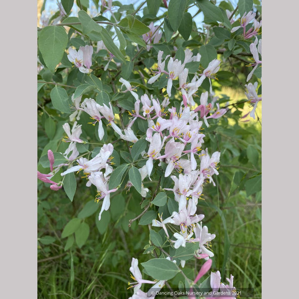 lonicera caerulea blue velvet Lonicera korolkowii var. 'Floribunda' Blue Velvet®, Blue Velvet Honeys –  Dancing Oaks Nursery and Gardens