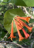 Vines ~ Lonicera ciliosa, Western Orange Honeysuckle ~ Dancing Oaks Nursery and Gardens ~ Retail Nursery ~ Mail Order Nursery