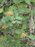 Vines ~ Lonicera ciliosa, Western Orange Honeysuckle ~ Dancing Oaks Nursery and Gardens ~ Retail Nursery ~ Mail Order Nursery