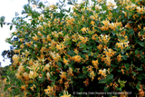 Vines ~ Lonicera periclymenum 'Graham Stuart Thomas', Honeysuckle ~ Dancing Oaks Nursery and Gardens ~ Retail Nursery ~ Mail Order Nursery