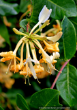 Vines ~ Lonicera periclymenum 'Graham Stuart Thomas', Honeysuckle ~ Dancing Oaks Nursery and Gardens ~ Retail Nursery ~ Mail Order Nursery