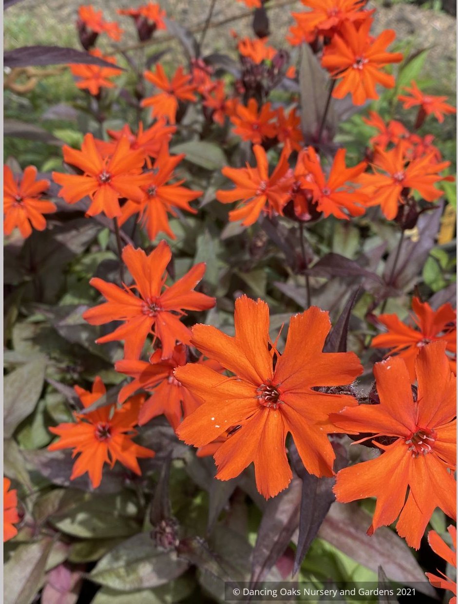 Perennials ~ Lychnis arkwrightii 'Orange Gnome' ~ Dancing Oaks Nursery and Gardens ~ Retail Nursery ~ Mail Order Nursery