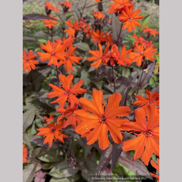 Lychnis arkwrightii 'Orange Gnome' – Dancing Oaks Nursery and Gardens