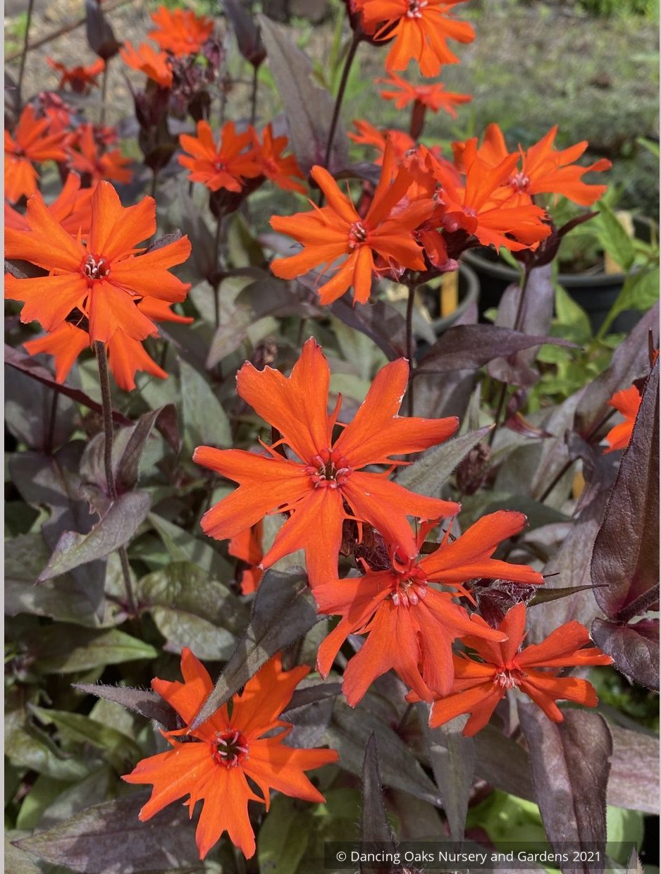 Perennials ~ Lychnis arkwrightii 'Orange Gnome' ~ Dancing Oaks Nursery and Gardens ~ Retail Nursery ~ Mail Order Nursery