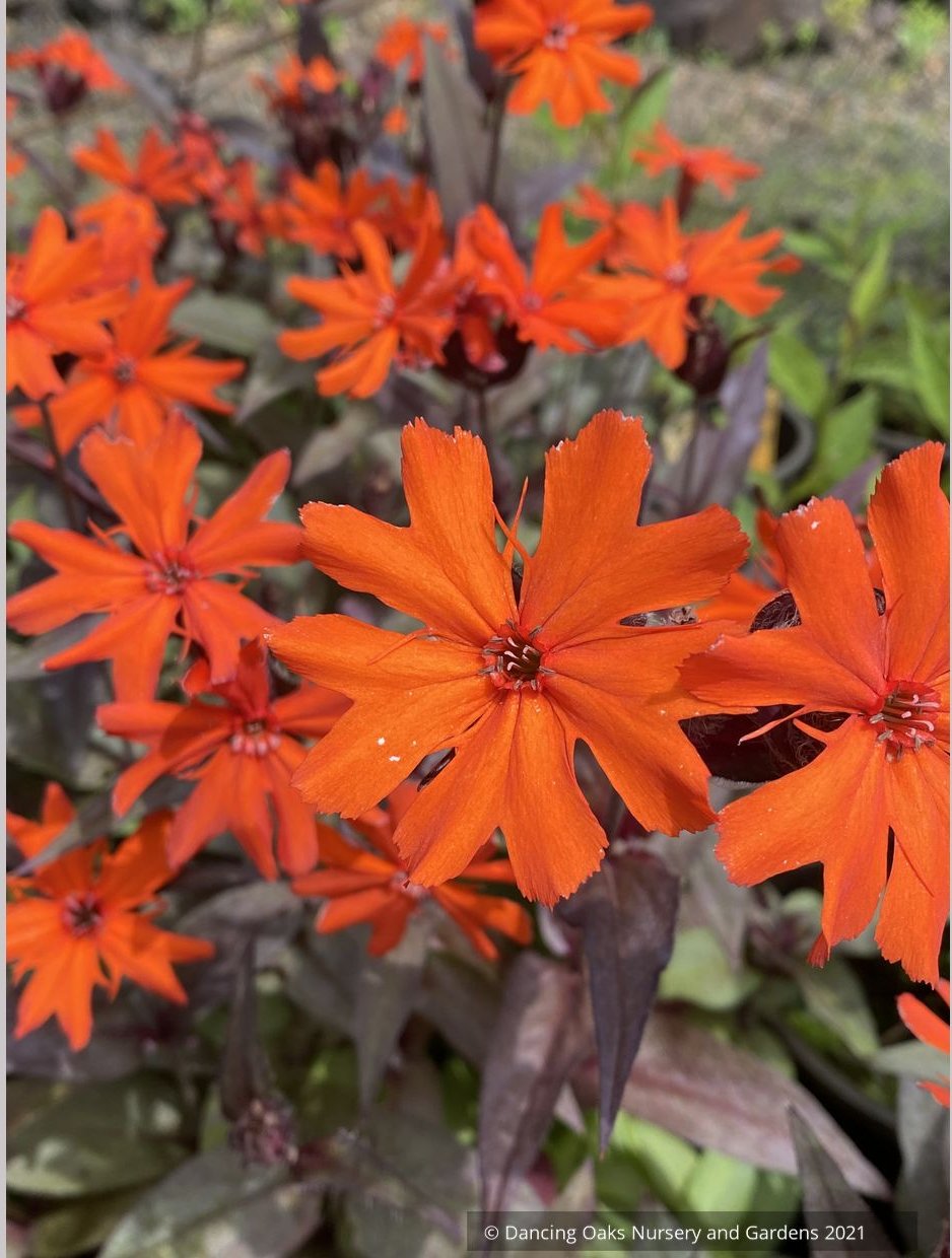 Perennials ~ Lychnis arkwrightii 'Orange Gnome' ~ Dancing Oaks Nursery and Gardens ~ Retail Nursery ~ Mail Order Nursery