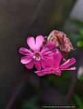 Lychnis Hybrid, Catchfly