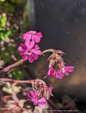 Lychnis Hybrid, Catchfly