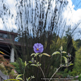 Lycianthes rantonnetii 'Lynn's Variegated', Variegated Blue Potato Shrub