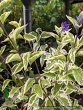 Lycianthes rantonnetii 'Lynn's Variegated', Variegated Blue Potato Shrub