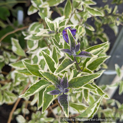 Lycianthes rantonnetii 'Lynn's Variegated', Variegated Blue Potato Shrub