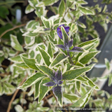 Lycianthes rantonnetii 'Lynn's Variegated', Variegated Blue Potato Shrub