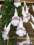 Perennials ~ Lysionotus pauciflorus, Chinese Cliff Flower ~ Dancing Oaks Nursery and Gardens ~ Retail Nursery ~ Mail Order Nursery