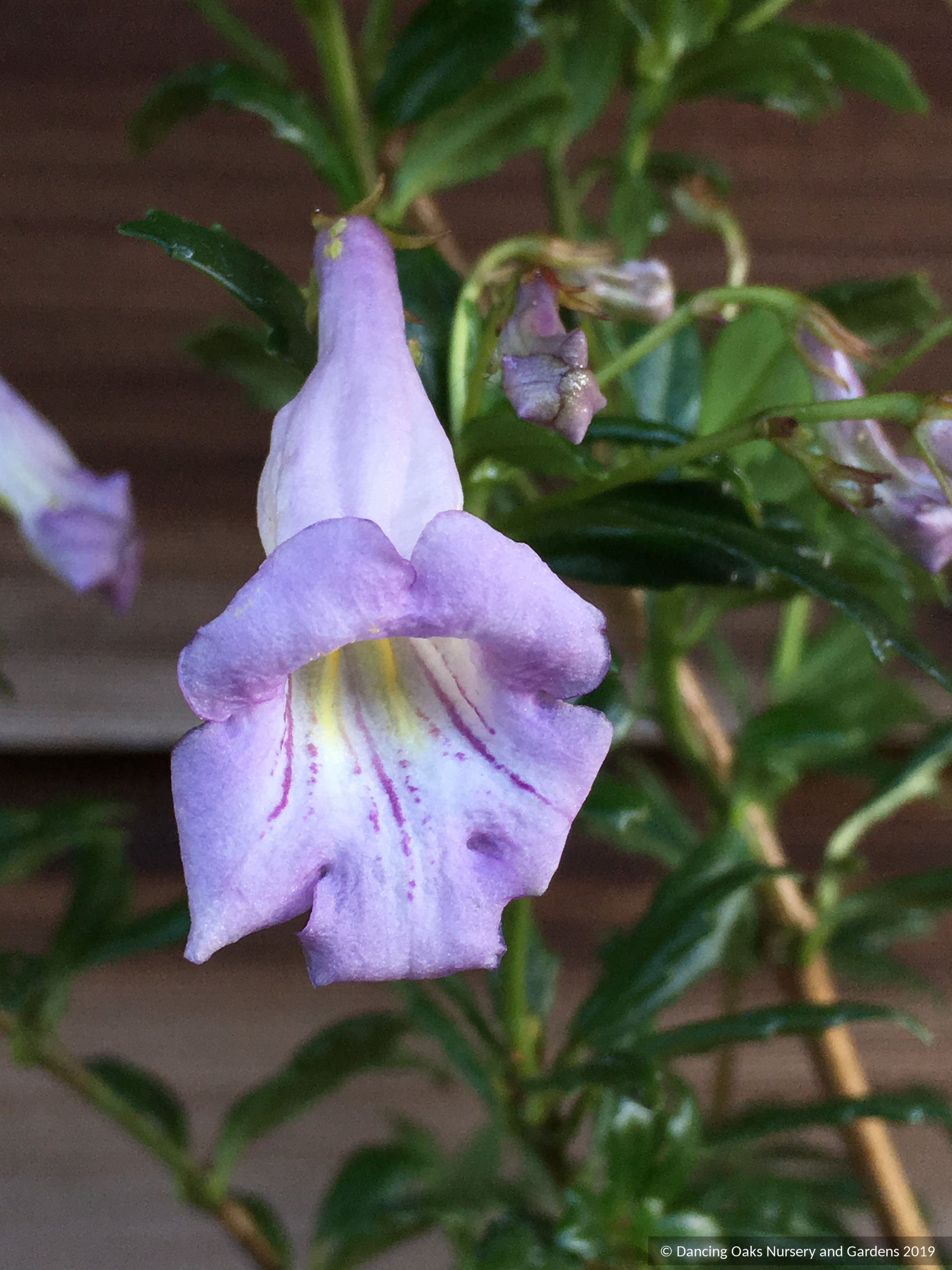Perennials ~ Lysionotus pauciflorus, Chinese Cliff Flower ~ Dancing Oaks Nursery and Gardens ~ Retail Nursery ~ Mail Order Nursery