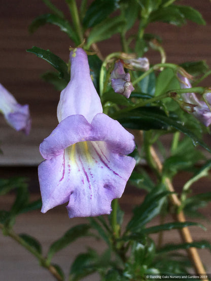 Perennials ~ Lysionotus pauciflorus, Chinese Cliff Flower ~ Dancing Oaks Nursery and Gardens ~ Retail Nursery ~ Mail Order Nursery